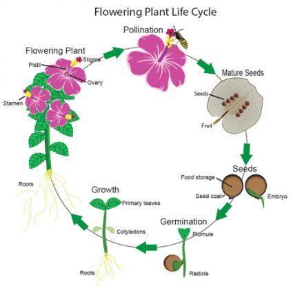 Which is a feature of the life cycle of flowering seed plants