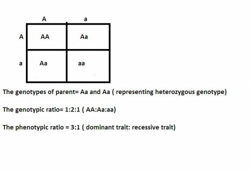 Given three possible phenotypes for parents showing dominance (aa, aa, aa), which combination would 