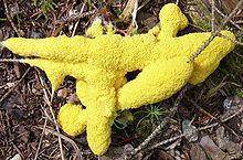 9. This specimen is a slime mold. Why is it difficult to determinewhether a slime mold is living or