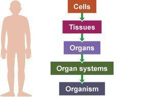 What level of organization is represented by each image? A: B: C: CellTissueOrganOrgan System