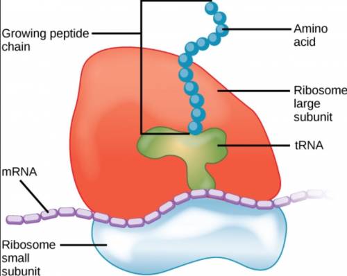 Structure of a ribosome