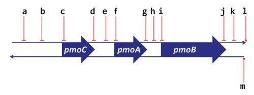 Which lettered area best marks the area within the dna sequence where rna polymerase would bind to e