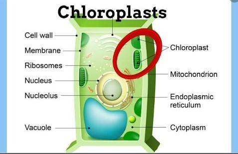 Chloroplasts definition