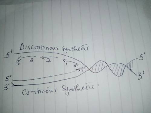 Use the template of a replication fork to draw arrows that represent both continuous and discontinuo
