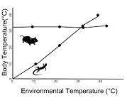 Which of the graphs below best illustrates homeostasis? Graph A Graph B Graph C Graph D
