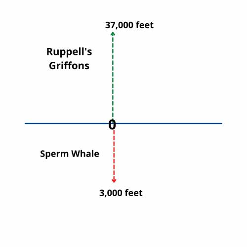 Ruppell's Griffons fly up to 37,000 feet. A sperm whale can swim to 3,000 feet below sea level. Usin