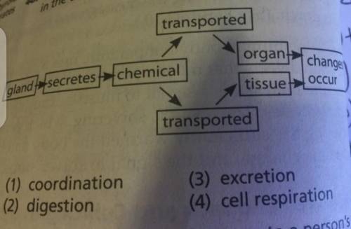 Which important human process is represented in the diagram below? *1 pointtransportedorgangland sec