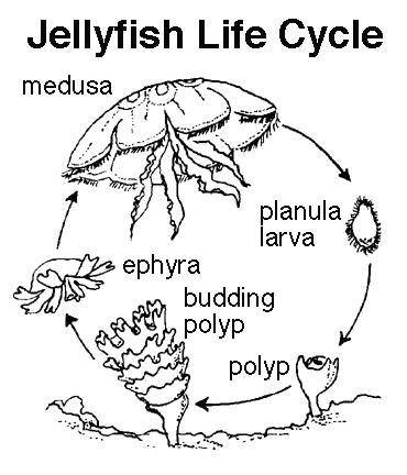 Is a Jellyfish free-swimming for its whole life? Explain why or why not.