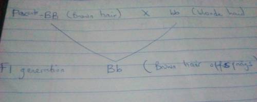 Cross a homozygous dominant individual for brown hair with an individual who is blond hair . remembe