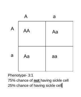 In people sickle cell disease is codominant. When an individual is heterozygous they have both norma