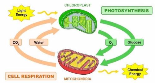 Help! Which statement best describes the difference between photosynthesis and cellular respiration?