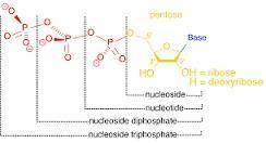 A nucleotide has 6 carbon sugars. True or false