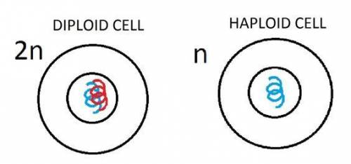 The majority of your body's cells are diploid. these are cells