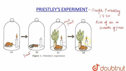 Use specific examples from Joseph Priestley’s experiment to explain the relationship between what he