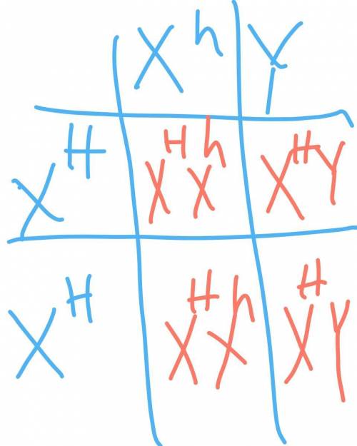 Sex-linked traits punnet squares - please help walk me through it! I’m so confused haha