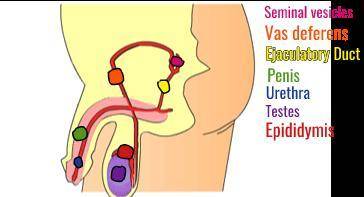 A) Label the following five parts of the male reproductive system: Seminal vesicles, Vas deferens, P