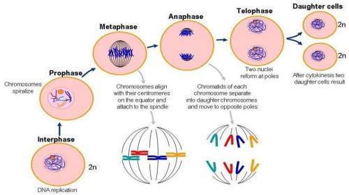 BRAINLIEST IF CORRECTLY EXPLAINED Description of cell Interphase  Prophase  Metaphase  Anaphase  Tel