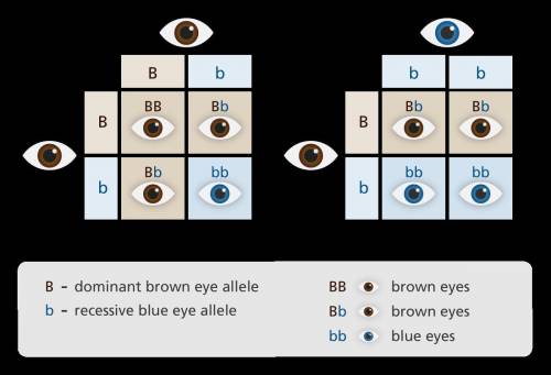 11. Question: Imagine 20 babies were born. 10 had blue eyes, and 10 had brown eyes. What traits do t