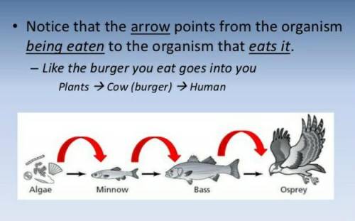 In a food chain, if an arrow points from a robin to a worm it means that...

A. Robin eats the worm