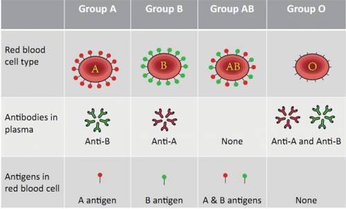 If a person has Type A blood, he or she would have antibodies for what blood group>