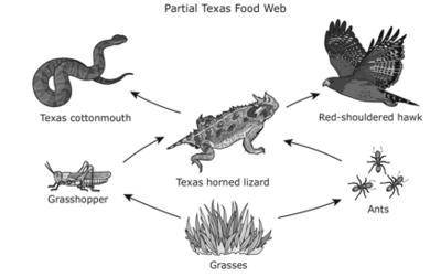 A partial Texas food web is shown. The populations of which organisms will

most likely increase as