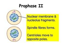 Which activities occur during prophase ii?  check all that apply. a.dna condenses to form chromosome