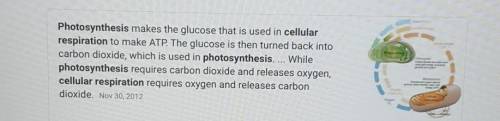 How is cellular respiration related to photosynthesis?

A: sugars produced in photosynthesis are dig