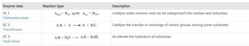 List and explain the three classes of enzymes