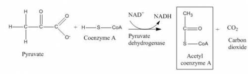 Pyruvate is the end product of glycolysis. Its further metabolism depends on the organism and on the