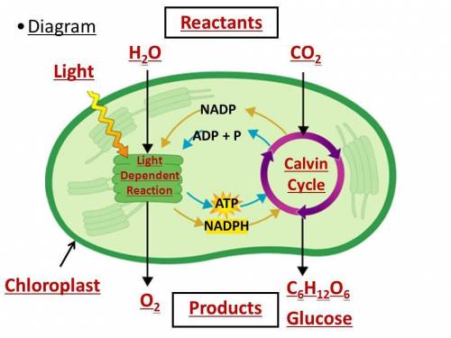What two products from the light-dependent stage of photosynthesis are used in the light-independent