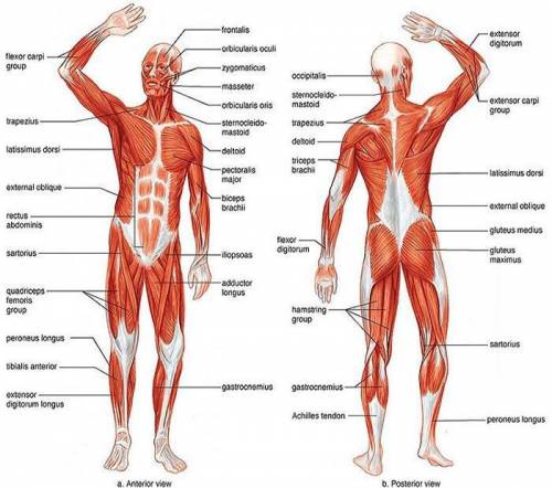 hi friends i need help can u plz label this diagram?? it’s the muscular system and it’s 4 in the mor