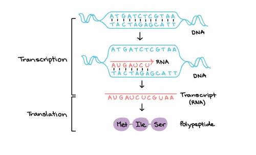 Put the steps of transcription in order

The complementary RNA nucleotides are added.
RNA polymerase