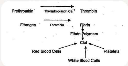 When blood clots, an enzyme is activated to change a protein from one form into another.

Describe t