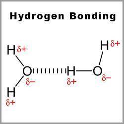 Describe what occurs between water molecules in hydrogen bonding. Draw a diagram, labeling the hydro