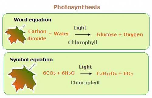 Explain photosynthesis in a paragraph.