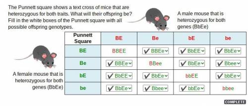 The punnets square shows a text cross of mice that are heterozygous for both traits what will the of