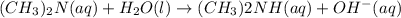 (CH_3)_2N(aq)+H_2O(l)\rightarrow (CH_3)2NH(aq)+OH^-(aq)