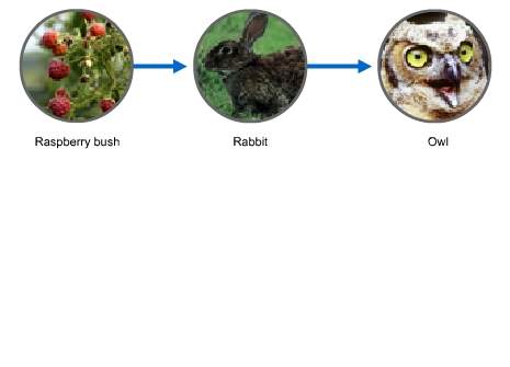 Which term describes this diagram?  a. trophic level b.
