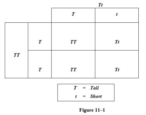In the punnett square shown in figure 11-1, which of the following is true about the offspring resul