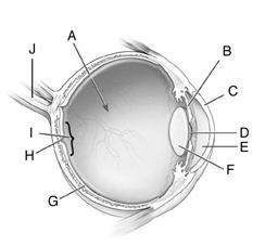 In the figure below, through which labeled structure does light first enter the eye?  a.