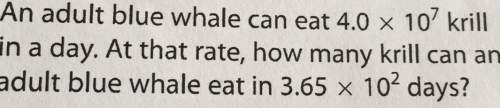 An adult blue whale can eat 4.0 x 10' krill in a day. at that rate, how many krill can an