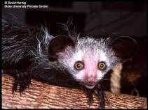 What is the life cycle of an aye-aye?