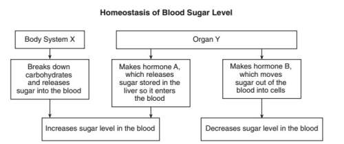 "if organ y becomes unable to produce enough hormone b, then homeostasis would be disrupted.