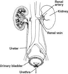 Look at figure 30–2. filtered blood leaves the kidney and returns to circulation through the