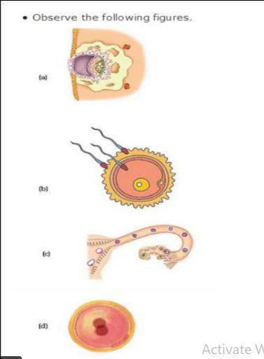 Can you arrange the stages of reproduction using the following pictures? also mention the name of e