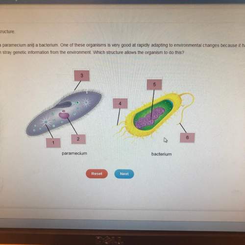 The image shows a paramecium and a bacterium. one of these organisms is very good at rapidly adaptin