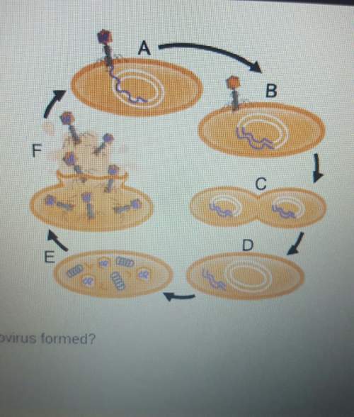 In which step of the diagram is the provirus formed