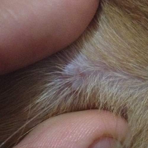 Me my dog might be at risk ok, so i just found like 4 bumps with i little bit of r