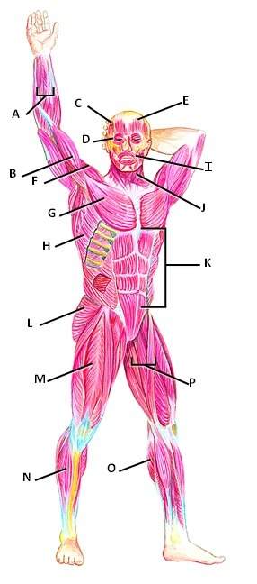 Match each muscle name with the letter that correctly identifies the location of that muscle on the