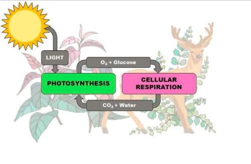 The diagram shows how light energy from the sun drives the processes of photosynthesis and cellular